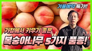 겨울예약특가! 가정에서 키우기 좋은 복숭아나무 품종 5가지???? [할인·댓글이벤트]