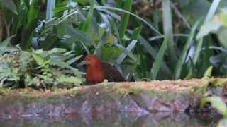 preview picture of video 'Slaty-legged crake 灰腳秧雞'