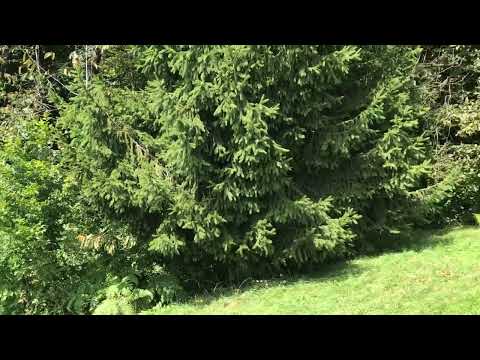 Eine Alm in der Untersteiermark, Slowenien