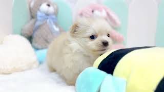 ハーフ犬の動画01