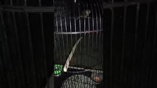 Download lagu Burung ciblek gunung betina cocok untuk dongkrak birahi ciblek gunung jantan mp3