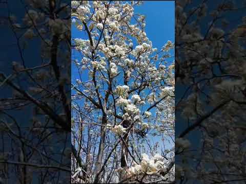 🌞 #nature #beautiful #love #flowers