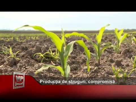 Producţia de struguri, compromisă