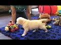 Get The Best English Cream Golden Retriever in Oregon Only With GoldWynns