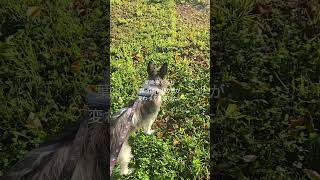 北海道　余市　朝　犬との暮らし 9/17
