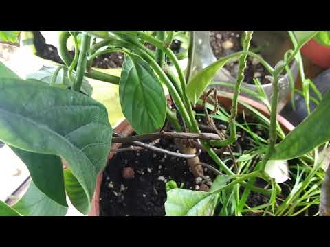 avocado tree, lemon tree, apple tree. Bonsai style