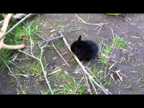 Kaninchen Wurf 4.4.2012