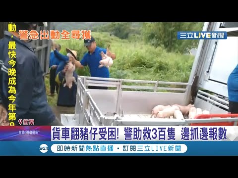 你沒看錯...是300隻小豬! 貨車疑天雨路滑不慎翻覆.警方緊急展開救援行動 邊救受困小豬邊報數"一隻都沒少"│記者 蔡文淵 孫宇莉 劉瀚煒│【LIVE大現場】20210803│三立新聞台