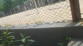 Download lagu analisis lapangan voli pasir mp3