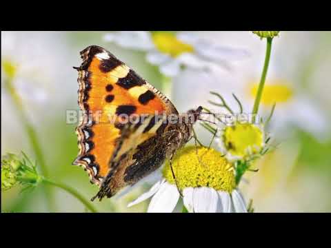 Opwekking 835 Blijf voor Hem zingen 1B