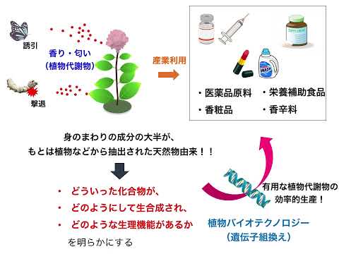 【山口大学OC2025／農学部／生物機能科学科】3 植物代謝生化学分野