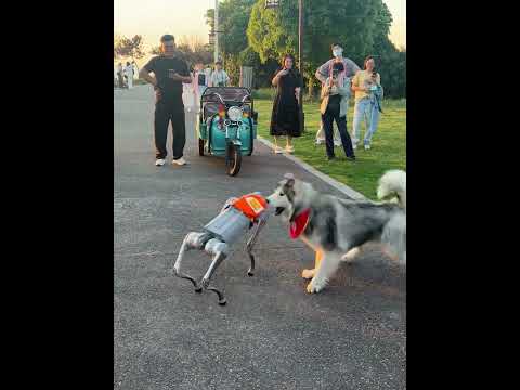 Perro contra robot