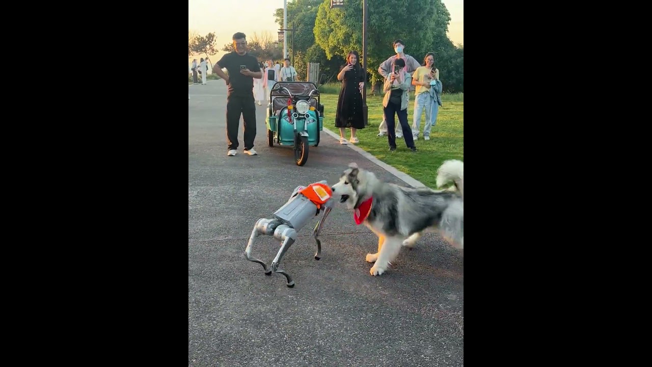 Perro contra robot