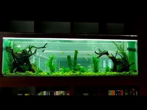 aquarium cleaning installation, maintenance services