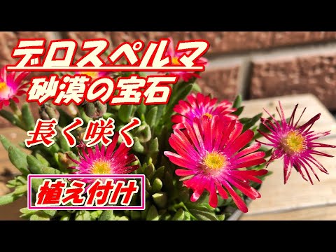 円筒形の葉をもつデロスペルマ、Delosperma spalmanhoide