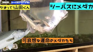 お休み委員会【RE:シーバスアクアリウム】かまって山田くん！〜山田にメダカをあたえて機嫌を取ろう〜