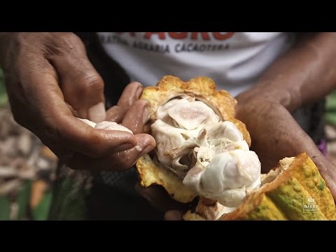 Cocoa Growing | What is the process of cacao to chocolate?
