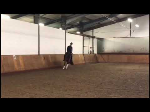 Fiorella v. Foundation x Sungold 4 Jährige Stute