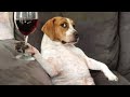 Dog Doing Funny Things - Best of Funny Dogs in May