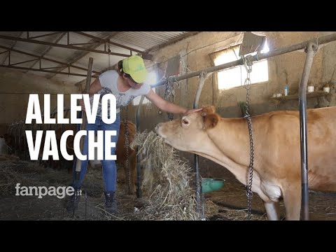 , title : 'La storia di Diandra, allevatrice di vacche per restare in Sicilia: "Così sono felice"'