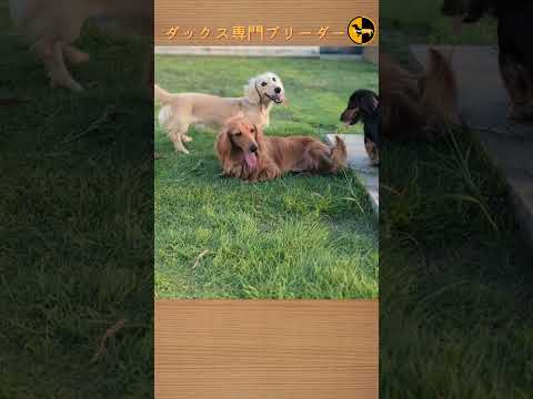 なぜ鶏にタイムを与えるのでしょうか？ブリーダーはそれをどのように利用して、その 3 つの驚くべき利点を享受しているのでしょうか?  庭園