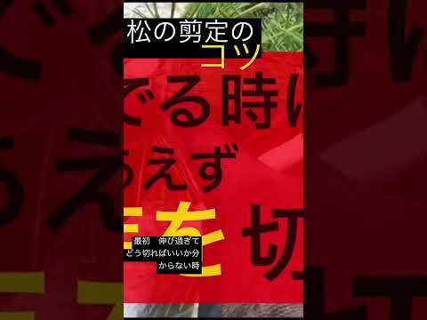 秋に剪定する果樹はどれ？庭師が教えるメンテナンス成功の秘訣！  庭園