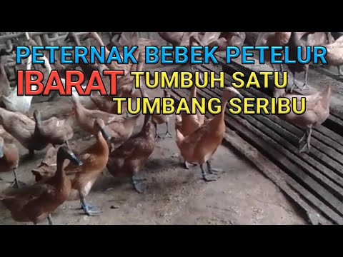 , title : 'Peternak Bebek Petelur Ibarat Tumbuh Satu Tumbang Seribu'