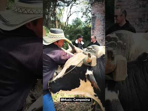 cultura y tradición de Gama  cundinamarca #viral #parati #viralshorts