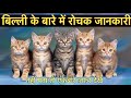 22 Interesting Facts About Cats Interesting Facts About Cat In Hindi
