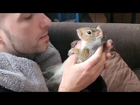 Rescue squirrel loves belly rubs from dad