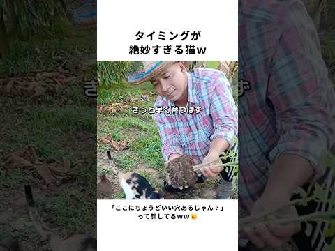 タイミングが神すぎる猫ｗ