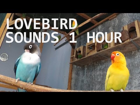 Lovebirds Sounds -  October-6-2018 P1