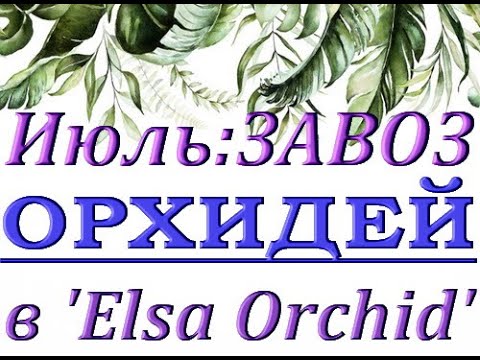 ЗАВОЗ чудесных ОРХИДЕЙ в 'Elsa Orchid',июль,2021.ОРХИДЕИ ПОЧТОЙ,Самара,ссылки - в описании.