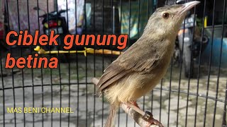 Download lagu SUARA CIBLEK GUNUNG BETINA MEMANGGIL JANTAN PIKAT mp3