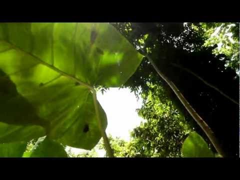 download lagu mp3 mp4 The Blue Lagoon New Orleans, download lagu The Blue Lagoon New Orleans gratis, unduh video klip The Blue Lagoon New Orleans
