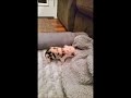 Baby Pig Noises