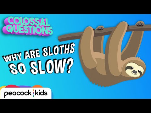 Why Are Sloths So Slow? | COLOSSAL QUESTIONS