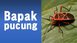 Download lagu Bapak Pucung (Tembang Macapat - Jawa Tengah) mp3 Download lagu Bapak Pucung (Tembang Macapat - Jawa Tengah) mp3