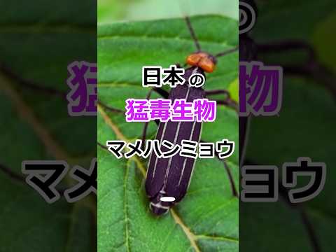 非常に有毒です