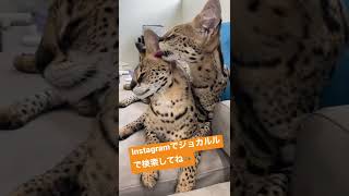 大きい猫の日常を配信中！インスタで"ジョカルル"で検索してね。