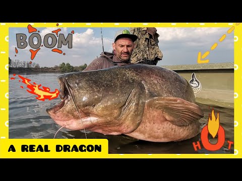 Incredible Giant Huge Catfish 8,5 feet - 250 LBS - HD by Yuri Grisendi