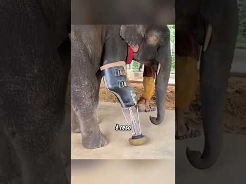 Questo elefante può camminare di nuovo 🐘