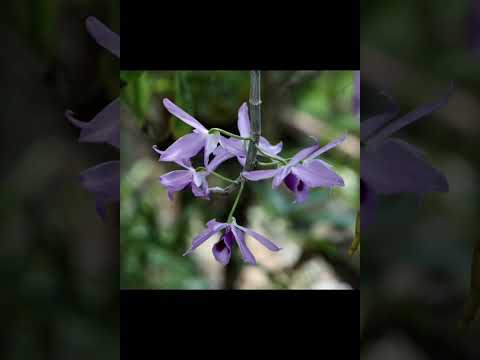 Hoa rừng nở muộn Sheet - Quốc Trịnh