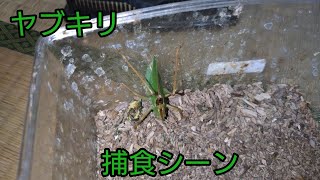 ヤブキリにゴキブリを与えました！