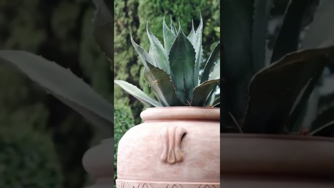 45 Best Drought Tolerant Plants that Grow In Lack of Water #shorts