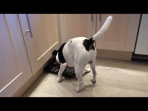 Hundmat -  Köttfärsmiddag