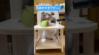 最後がやばいから絶対見てｗｗ　 #ハムスター #ハムスターのいる生活 #asmr