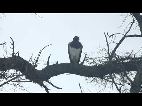 Black-chested Buzzard Eagle, Geranoaetus melanoleucus, Taco Pozo, Chaco, Argentina, 10 Febr 2026