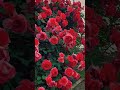 Rosetree Redrose Flowerblooming Roseplant Gardenroses Redrose Blooming Redrose
