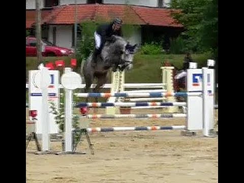 2012 CORNET OBOLENSKY grand daughter with finest quality ! www.sporthorses-online.com